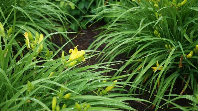 Wet Unbloomed Day Lilies on Rainy Morning
