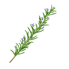 Fresh rosemary sprig with delicate purple flowers, perfect for culinary use and decoration