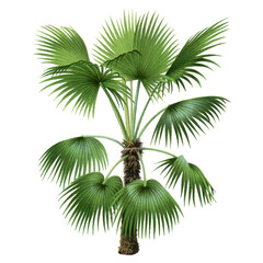 Botanical palm tree png sticker, aesthetic tropical clip art, transparent background