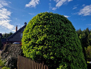 The hedge looks a bit more presentable, and I won't have to risk my life and limb climbing a...