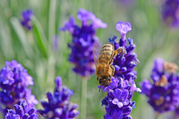 lavender, flower of the medicinal herb with bee