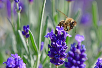 lavender, flower of the medicinal herb with bee