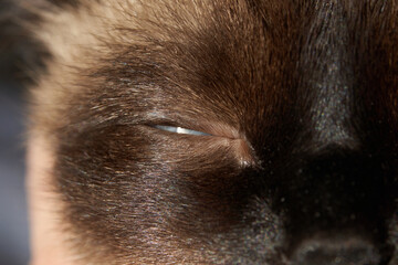 Close-up of sleeping cat's eye and fur texture in soft light.
