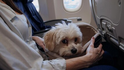Caucasian woman passenger comfortably flies with a small dog in a travel bag. Flying with pet animal transported by airplane during a trip. Companionship care involved in traveling with animal by air