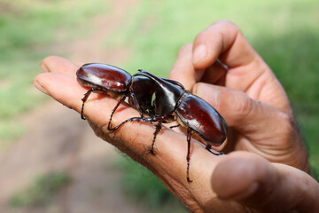 Two stag beetles are fighting each other with their horns on the hands of a beetle catcher who uses...
