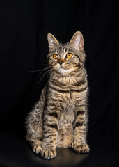 Funny striped kitten sits on black background. Minimalistic studio portrait will be suitable for...