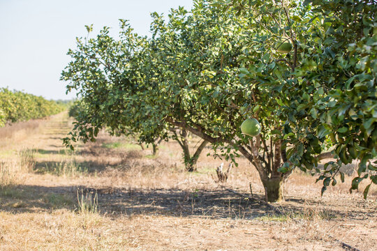 Pomelo trees in an orchard