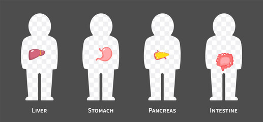 The human body systems cartoon illustration Set 2 of 3. Includes hepatobiliary , gastrointestinal or digestive system . Isolated transparent background . Vector .