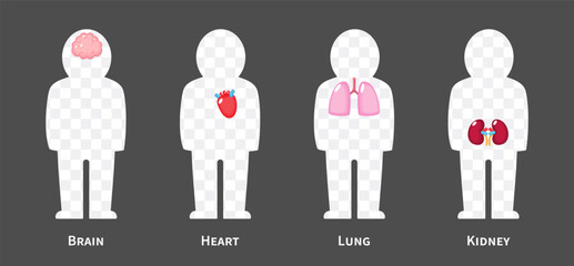 The human body systems cartoon illustration Set 1 of 3. Includes nervous, cardiovascular, respiratory and urinary system . Isolated transparent background . Vector .