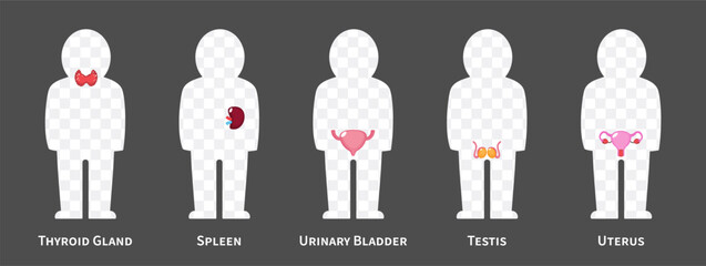 The human body systems cartoon illustration Set 3 of 3. Includes Thyroid gland , spleen, urinary bladder, reproductive system . Isolated transparent background . Vector .
