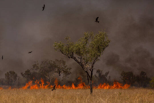 A bushfire burning in dry grass with birds flying overhead