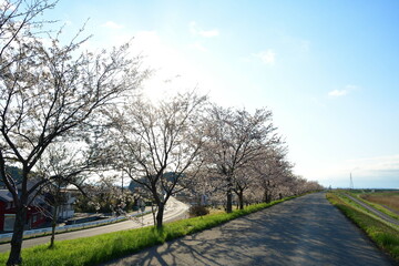 Obraz premium 大河津分水の桜（新潟県）