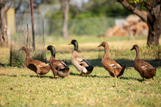 Five Khaki Campbell Ducks walking in a row