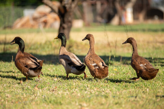 Four Khaki Campbell Ducks in a walking in a row