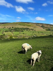 Sheep and lamb grazing on a green hillside under a blue sky with scattered clouds, with rolling...