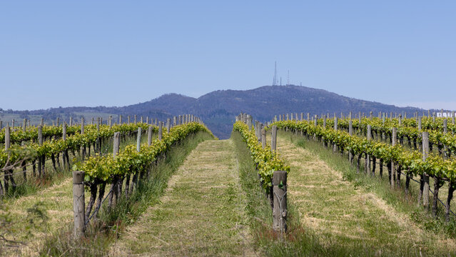 Vineyard in spring with Mt Canobolas against blue sky