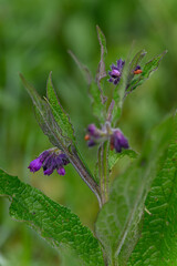 Purple comfrey flower on a stem with a green background. 
