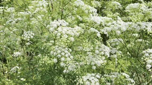 Conium maculatum, the hemlock or poison hemlock growing in the field