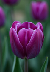 Macro Photography A Tranquil Close-Up of a Deep Purple Tulip