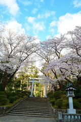 弥彦神社の桜（新潟県）