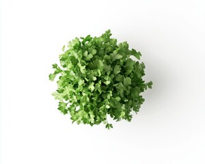 Obraz premium Overhead View Of Lush Green Cilantro Plant On White Background