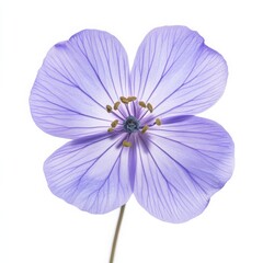Pale Purple Flower On White Background Macro Photography