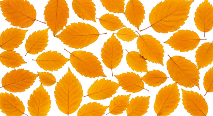 Autumn Leaves Transparent Background With Yellow Leaf Detailed Texture