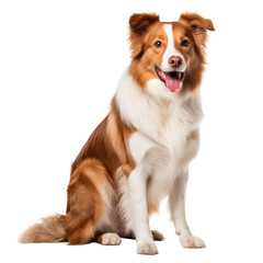 Happy dog sitting with tongue out on white background  
