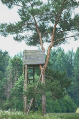 hunting tower and lonely pine tree