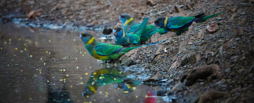 Ring-necked Parrots drinking at an outback waterhole