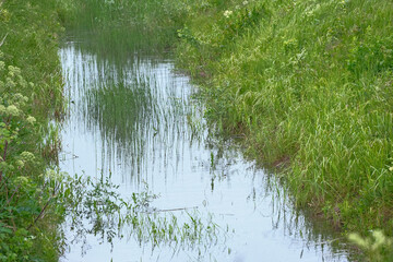 ditch full of water and grass