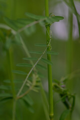 Four-seeded vetch and its twining tendrils on a grass stem. 
