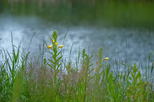 Oenothera biennis, common evening-primrose yellow flowers in meadow - Powered by Adobe