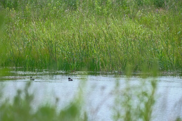 ducks in a pond far away