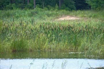 opposite shore of a pond