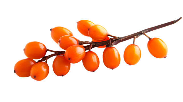 a cluster of bright orange berries is prominently featured against a bright background. the berries are attached to a dark, slender branch that stretches diagonally across the frame