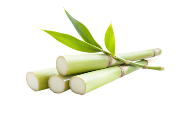 against a stark backdrop, several segments of stalks are arranged together. the ends of the stalks reveal a dense core, while the outer surface displays a light green hue