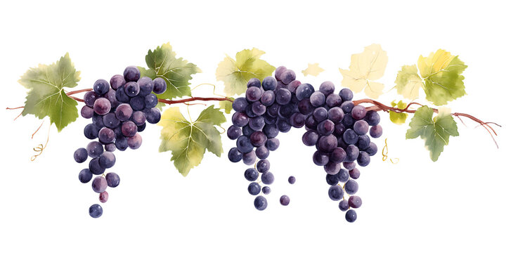the image showcases a trio of ripe clusters hanging from a shared vine, arranged horizontally. each cluster is composed of numerous spherical pieces in varying shades of blue and purple