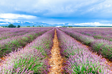 A wide view of lavender fields in full bloom in the French countryside. The clear blue sky and soft...