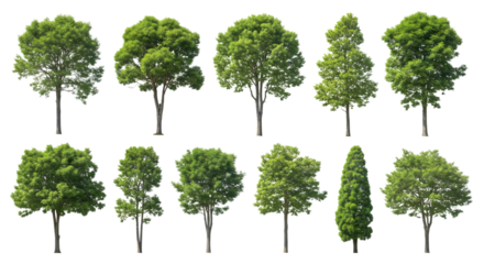 Collection of diverse deciduous and coniferous trees with lush green foliage isolated on transparent background