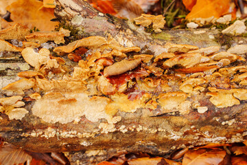 Tinder mushroom on tree trunks or stumps in the forest.