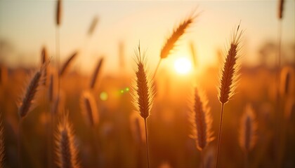 Golden Wheat Field at Sunset Warm Light Agriculture Landscape