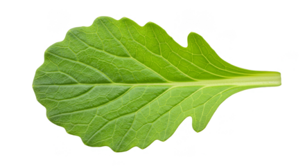 Fresh Green Leaf Detail Isolated Transparent Background Nature Plant