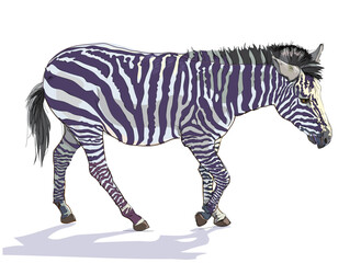 Sketch of cute little zebra. African animals. Isolated drawing for encyclopedia. Study zoology. Zoo inhabitants. Hand drawn vector illustration.