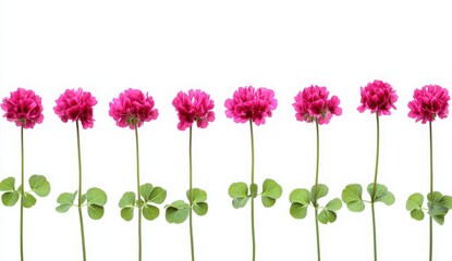 Row Of Pink Flowers On White Background