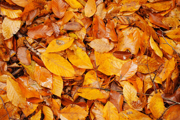 Wet yellow fallen autumn leaves covering the ground.