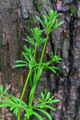 Fresh green leaves of cleavers (Galium aparine) with tree bark in the background. 
