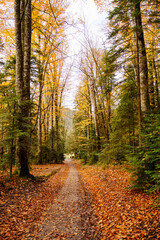 A path covered with autumn leaves between trees in the forest.