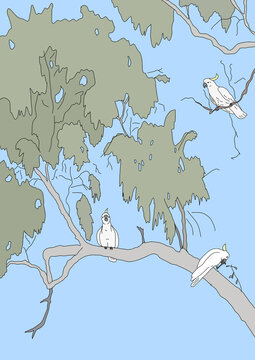 Three sulphur crested white cockatoos perched in tall gum tree with blue sky background