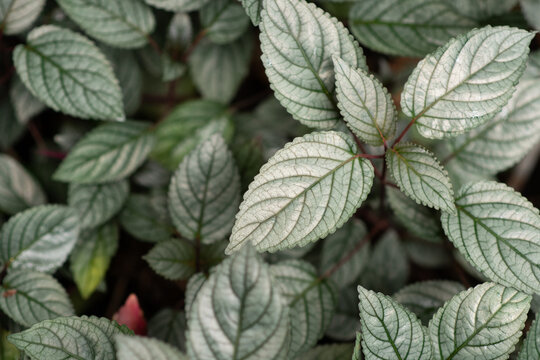 red flame ivy plant close up